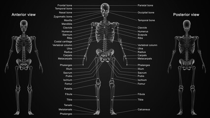The skeletal system works as a support structure for your body. It gives the body its shape, allows movement, makes blood cells, provides protection for organs and stores minerals.