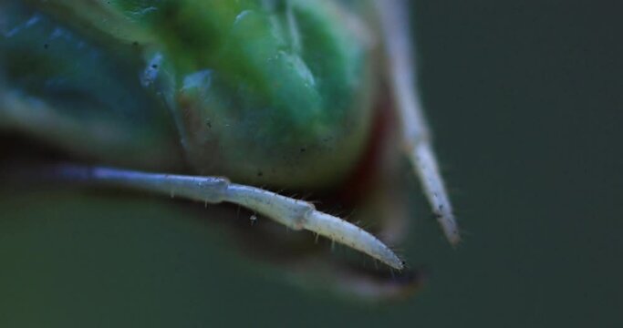 A green mantis on the leaf daytime super closeup