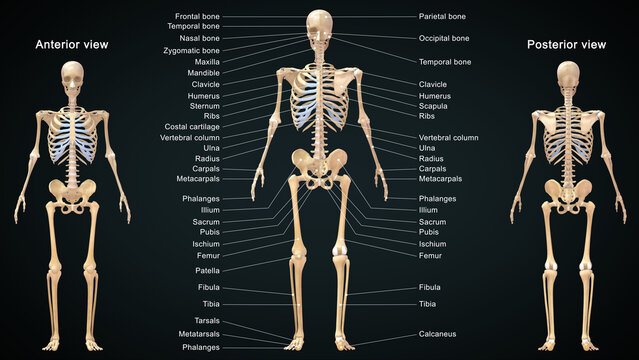 The skeletal system works as a support structure for your body. It gives the body its shape, allows movement, makes blood cells, provides protection for organs and stores minerals.