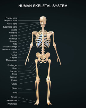 The skeletal system works as a support structure for your body. It gives the body its shape, allows movement, makes blood cells, provides protection for organs and stores minerals.