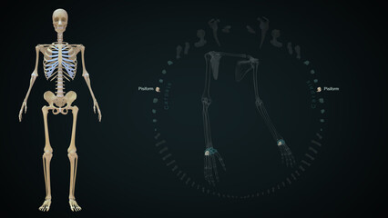 The proximal row of carpal bones (moving from radial to ulnar) are the scaphoid, lunate, triquetrum, and pisiform 3d illustration