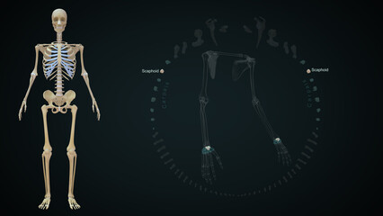 The proximal row of carpal bones (moving from radial to ulnar) are the scaphoid, lunate, triquetrum, and pisiform 3d illustration