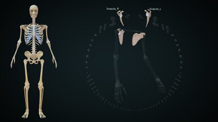 The clavicle is a sigmoid-shaped long bone with a convex surface along its medial end when observed from cephalad position 3d illustration