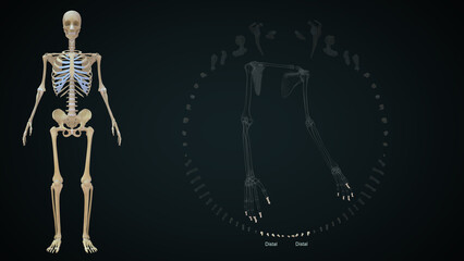 The proximal bones, from radial (thumb side) to ulnar are the scaphoid (navicular), lunate, triquetrum, and pisiform 3d illustration