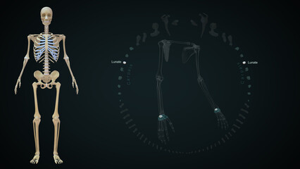 The lunate bone (semilunar bone) is a carpal bone in the human hand 3d illustration