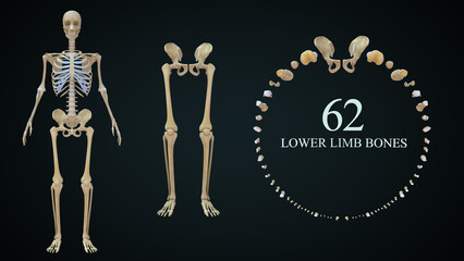 Lower Limb Bones: There are 30 bones in each lower limb. These are the femur, patella, tibia, fibula, seven tarsal bones, five metatarsal bones, and 14 phalanges. - obrazy, fototapety, plakaty