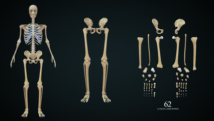 Lower Limb Bones: There are 30 bones in each lower limb. These are the femur, patella, tibia, fibula, seven tarsal bones, five metatarsal bones, and 14 phalanges.