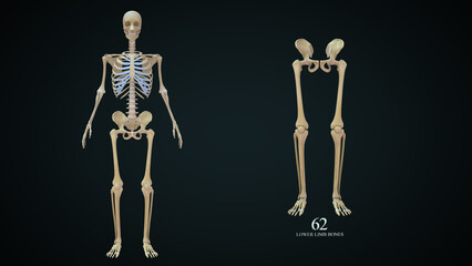 Lower Limb Bones: There are 30 bones in each lower limb. These are the femur, patella, tibia, fibula, seven tarsal bones, five metatarsal bones, and 14 phalanges.