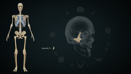 The human skull is a bony structure, the head in the skeleton, which supports the structures of the face and forms a cavity for the brain.