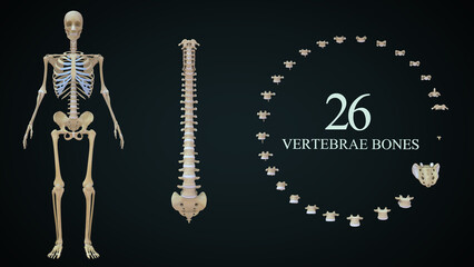 The vertebrae (back bones) of the spine include the cervical spine (C1-C7), thoracic spine (T1-T12), lumbar spine (L1-L5), sacral spine (S1-S5), and the tailbone. Each vertebra is separated by a disc. - obrazy, fototapety, plakaty