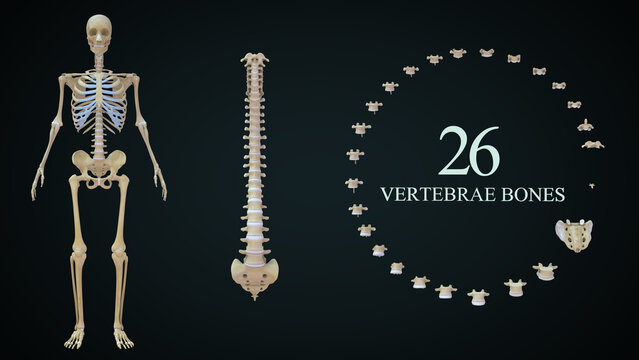 The vertebrae (back bones) of the spine include the cervical spine (C1-C7), thoracic spine (T1-T12), lumbar spine (L1-L5), sacral spine (S1-S5), and the tailbone. Each vertebra is separated by a disc.
