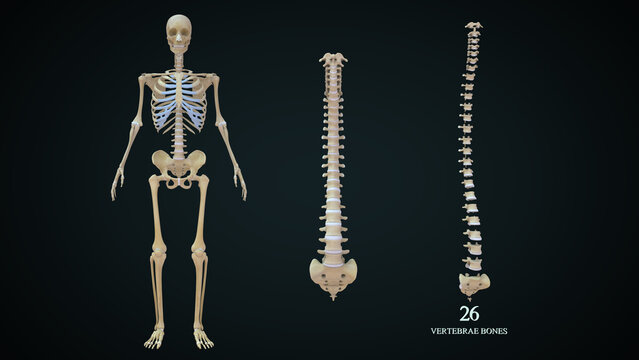 The vertebrae (back bones) of the spine include the cervical spine (C1-C7), thoracic spine (T1-T12), lumbar spine (L1-L5), sacral spine (S1-S5), and the tailbone. Each vertebra is separated by a disc.