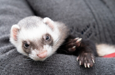 Portrait of cute and tired domestic pet ferret resting in her owner's hands. Woman and a pet concept.