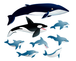 イルカ・シャチ・クジラ