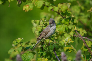 Barred Warbler (Sylvia nisoria) perched on a thorny branch