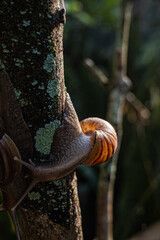 snail on a tree