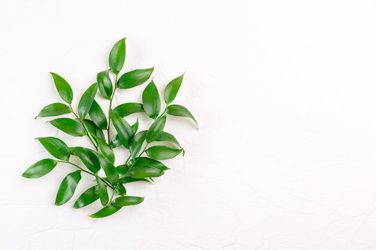Green leaves on white background, horizontal, copy space, top view