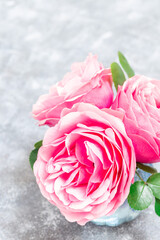 Beautiful pink garden roses on gray background, vertical, closeup, copy space