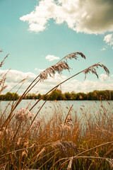 Obraz premium British nature