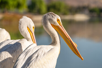 Close-up of a white pelican. 