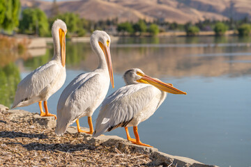 Three white American pelicans stand on the shore of Lake Elizabeth in Fremont Central Park.