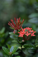 Close up West Indian Jasmine Flowers Isolated on Background