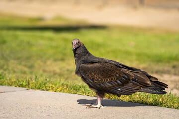 Turkey vulture (Cathartes aura) stands on a path in the park. Wildlife photography.