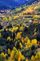 Borda en el bosque, valle del rio de Sant Nicolau( Parque nacional d´Aigüestortes i de Sant Maurici).Valle de Boi.Cordillera Pirenaica. Lleida.Cataluña. España.