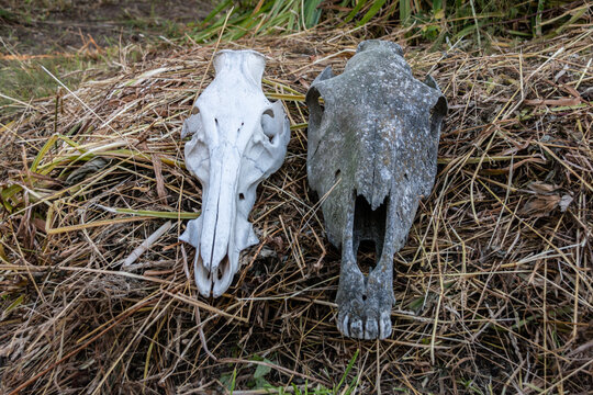 The gray and white skull of the horses lie on the hay. Close-up.