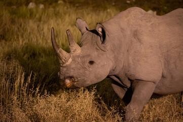 Black rhino at night in Etosha National Park in Namibia Africa