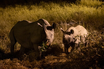 Black rhino with calf at night in Etosha National Park in Namibia Africa © Andreas