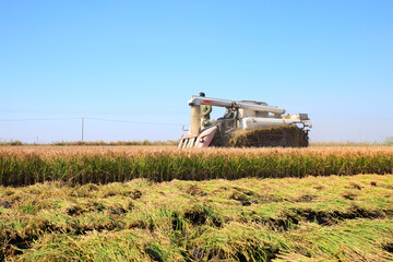 Fototapeta premium Harvester machine is harvesting rice