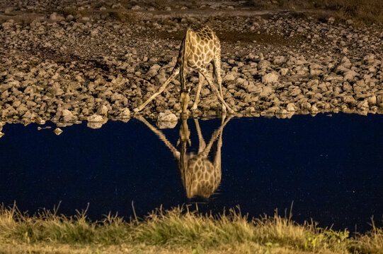 Giraffe drinking from a waterhole at night in Etosha National Park in Namibia Africa