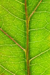 leaf green macro tree bush greenery plant color light