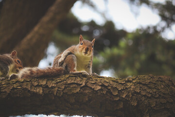 Grey squirrel in the park