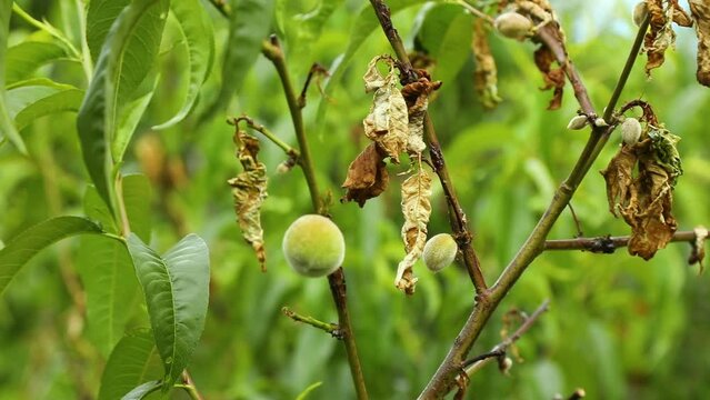 Damaged leaf peach disease taphrina deformans, branch of a peach tree with leaf curl caused by a fungus