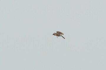 eurasian skylark in a field