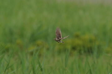 eurasian skylark in a field