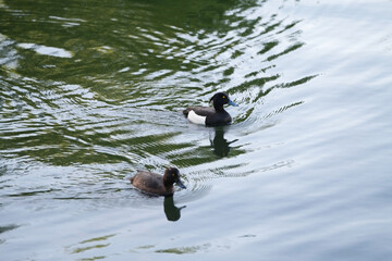 Black tufted duck birds flow on the water