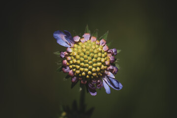 Close-up photo of flower
