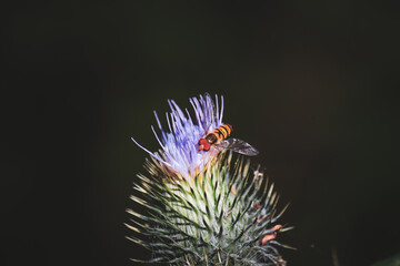 Close-up photo of flower