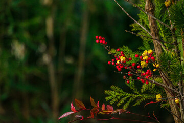 東京赤坂にある氷川神社の手水舎に飾られたナンテン