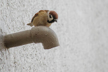 東京の赤坂6丁目でパイプの上にのるスズメ
