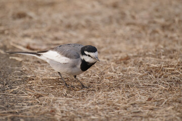 東京赤坂にある東京ミッドタウンでハクセキレイがご飯を探す