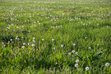 a myriad of fluffy dandelion in a meadow in summer
