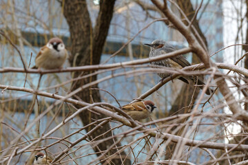 東京赤坂にある東京ミッドタウンのヒヨドリとスズメ