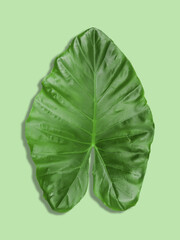 Bon​ leaves on a green background  used for illustration
