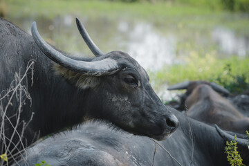 Thai buffalo beautiful eyes