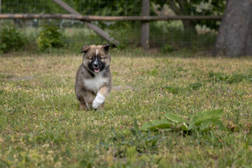 Elo puppy runs across a green meadow.