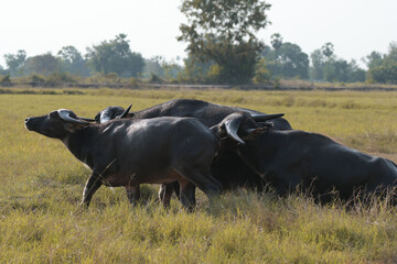 Thai buffalo walking back home